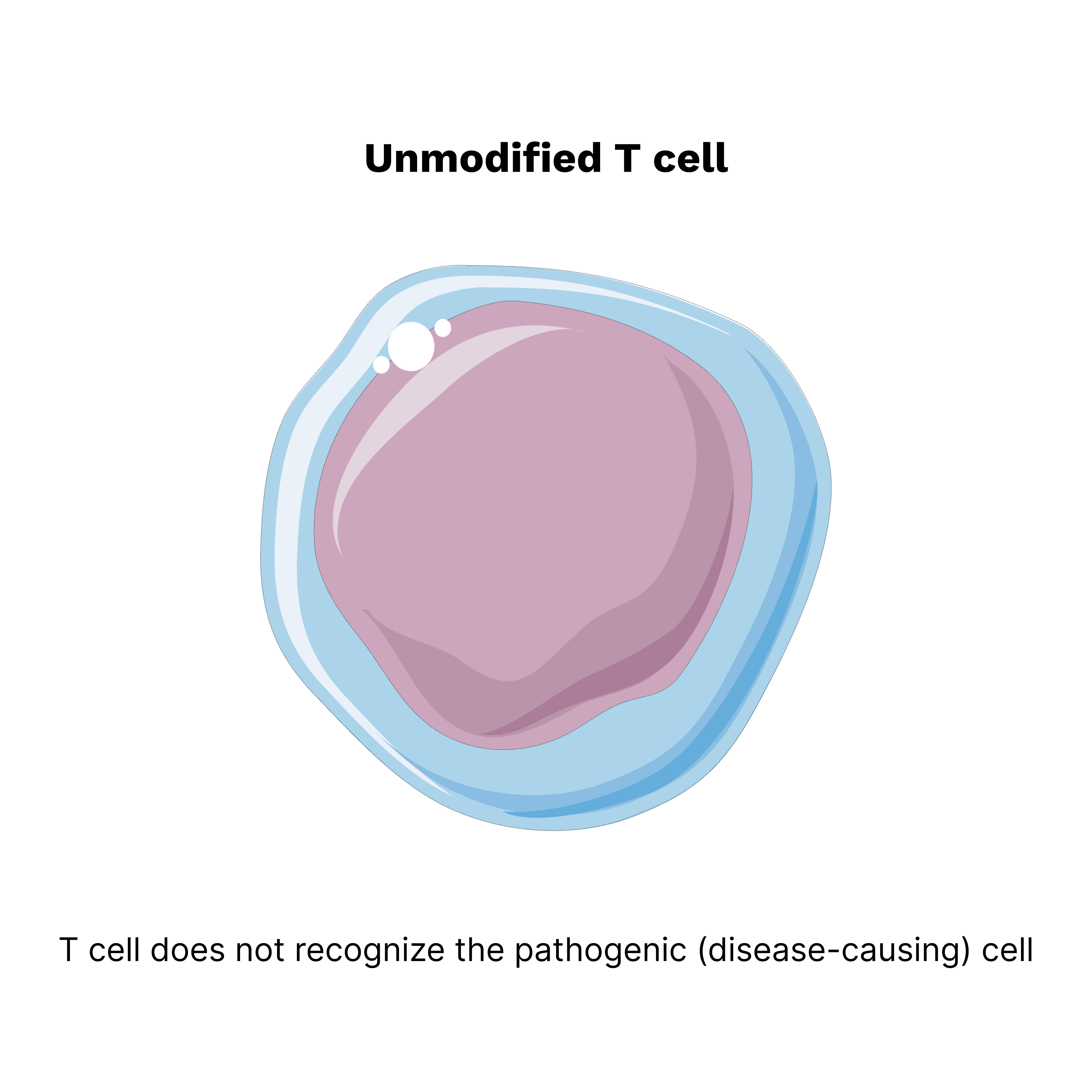 Unmodified T Cell